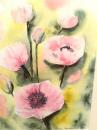 Oriental Poppies. Anne Baker