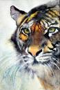 Tiger - J Ashcroft