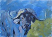 Cape Buffalo by Jenni Evans 