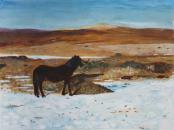 Dartmoor Pony in Winter - Mike Bonney