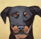 Rottweiler by Paul Mumford