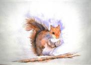 Squirrel . Anne Baker