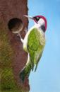 Green Woodpecker - Alan Knight